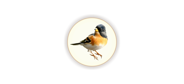Les oiseaux dans toutes ses spendeurs